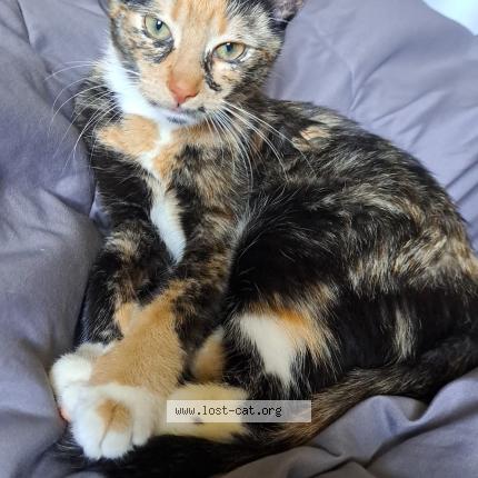 Photo 1/1 Kiko Chat perdu à Lindenhurst