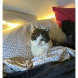 Photo de chat perdu à Samree