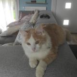 Photo de chat perdu à Saint Jouan Des Guerets