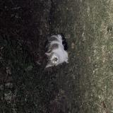 Photo de chat trouvé à Paris