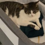 Photo de chat perdu à Cambo Les Bains