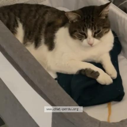 Photo 1/1 Saxa Chat perdu à Cambo les bains