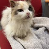 Photo de chat trouvé à Livron Sur Drome