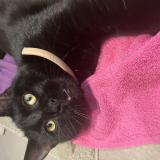 Photo de chat trouvé à Rhinau