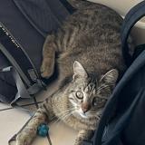 Photo de chat perdu à Houilles