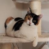 Photo de chat perdu à Dardilly