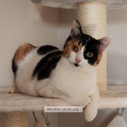 Photo 1/1 Xena Chat perdu à Dardilly