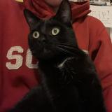 Photo de chat perdu à Boussu