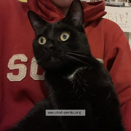 Photo 1/1 Mourchyk Chat perdu à Boussu