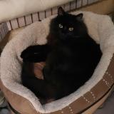 Photo de chat perdu à Le Thor