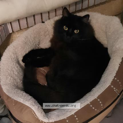 Photo 1/1 Poupinou Chat perdu à Le thor