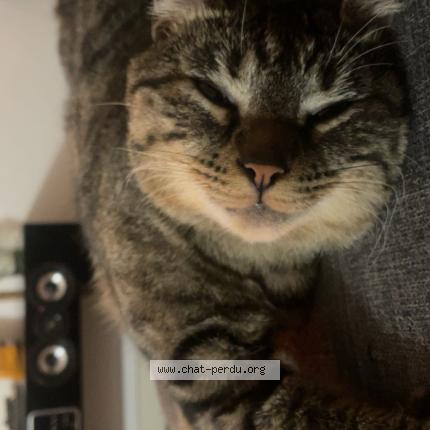 Photo 1/1 Velvet Chat perdu à Croix daurade