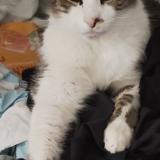 Photo de chat perdu à Anglet