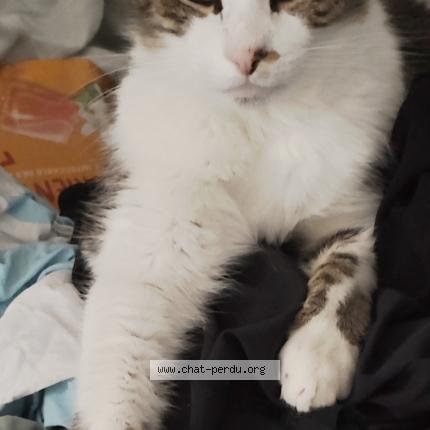 Photo 1/1 Lego Chat perdu à Anglet