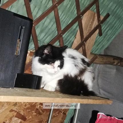 Photo 1/1 Chat trouvé Trouvé à Poitiers