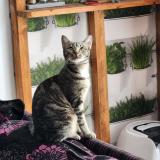 Photo de chat perdu à Eaubonne