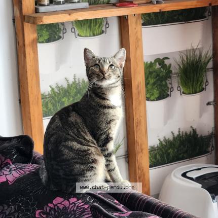 Photo 1/1 Sonia croquette Chat perdu à Eaubonne