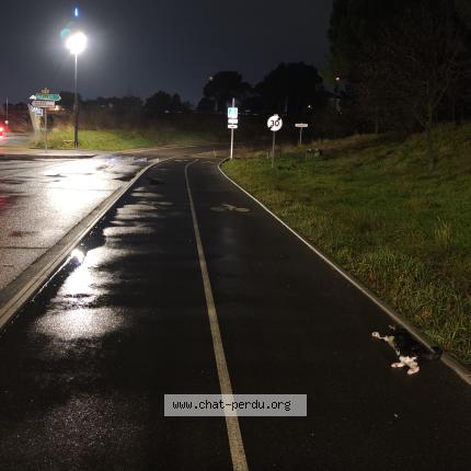 Photo 1/2 Chat trouvé Trouvé à Vitrolles