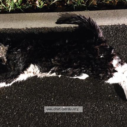 Photo 2/2 Chat trouvé Trouvé à Vitrolles