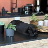 Photo de chat perdu à Saint Donat Sur L Herbasse