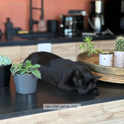 Photo 1/1 LEGO Chat perdu à Saint donat sur l herbasse