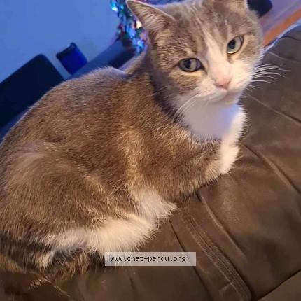 Photo 1/1 princesse Chat perdu à 34210 olonzac