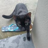 Photo de chat trouvé à Oignies