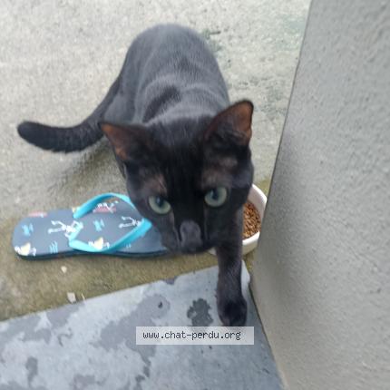 Photo 1/1 Chat trouvé Trouvé à Oignies