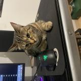 Photo de chat perdu à Plaisance Du Touche