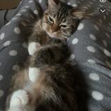 Photo de chat perdu à Grenay