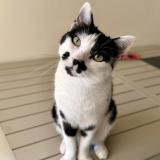 Photo de chat perdu à Montpellier