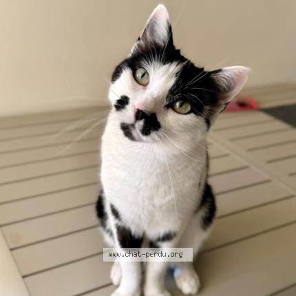 Photo 1/1 Chat retrouvé Perdu à Montpellier