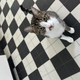 Photo de chat perdu à Muids