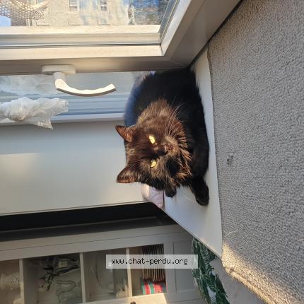 Photo 1/1 Chat retrouvé Perdu à Chauny