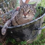 Photo de chat perdu à Montlouis Sur Loire