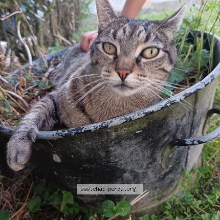 Photo 1/1 Pumbaa Chat perdu à Montlouis sur loire