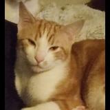 Photo de chat perdu à Bram