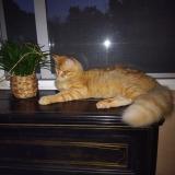 Photo de chat perdu à Cahors