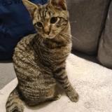 Photo de chat perdu à Chenee