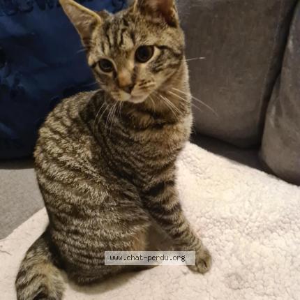 Photo 1/1 Calie Chat perdu à Chenee