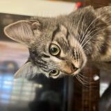 Photo de chat retrouvé à Ecatepec De Morelos