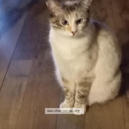 Photo 1/1 Vany Chat perdu à Charvieu chavagnieux