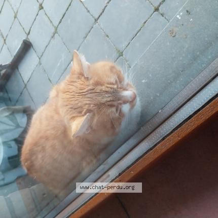 Photo 1/1 Chat trouvé Trouvé à Freux