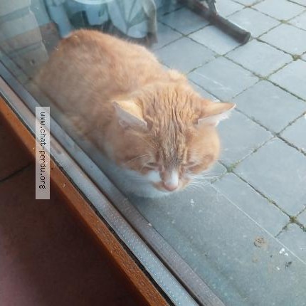 Photo 1/1 Chat trouvé Trouvé à Freux