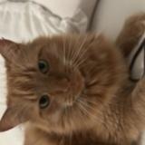 Photo de chat perdu à Vannes