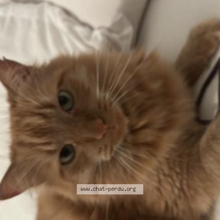 Photo 1/1 Simba Chat perdu à Vannes