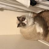 Photo de chat perdu à Tucson