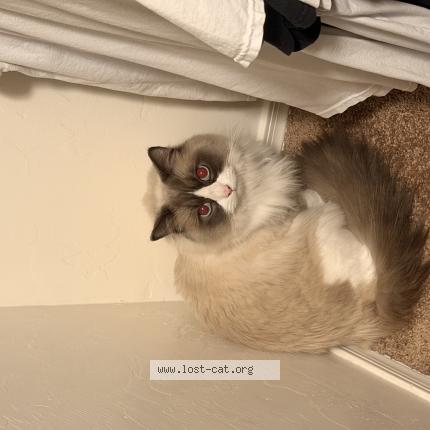 Photo 1/1 Mewtew Chat perdu à Tucson