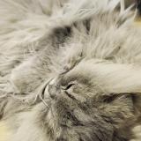 Photo de chat perdu à Saint Chamond