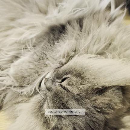 Photo 1/1 Chat retrouvé Perdu à Saint chamond